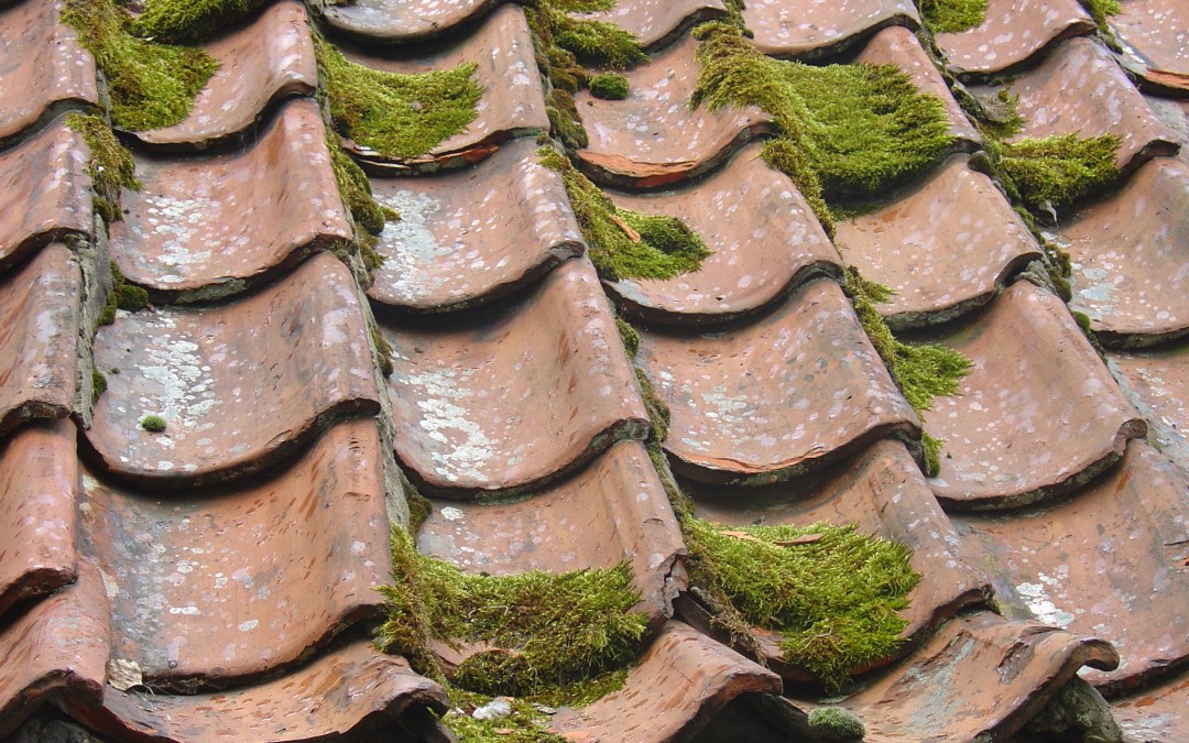 High Plains Roof Cleaning: Algae and Mold Tips
