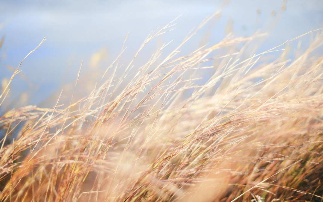 Best Wind-Resistant Roofing in Colorado